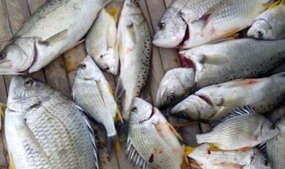 正确的渔获方法 正确的渔获方法是什么