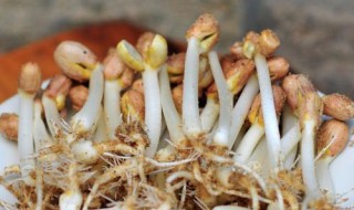 发花生芽的简单方法 发花生芽的简单方法是什么