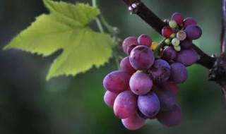 采摘葡萄最简单方法 采摘葡萄最简单方法是什么