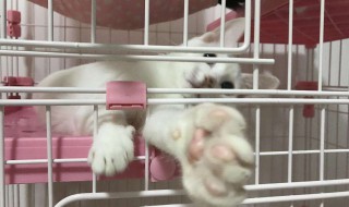 猫咪托运怎么解决吃饭（猫咪托运注意事项放食物么）