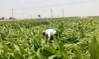 玉米怎么防止台风倒伏（台风不倒玉米品种）