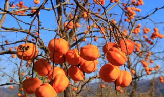 吃完柿子喝酸奶会中毒吗 吃完柿子喝酸奶会中毒吗怎么解