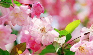 送老师送什么花（学生送老师什么花合适）