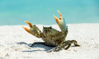 海蟹怎么保存新鲜 海蟹怎么保存新鲜又好吃