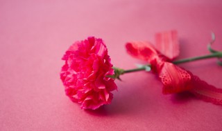 教师节适合送班主任什么花（教师节最好送什么花给老师）