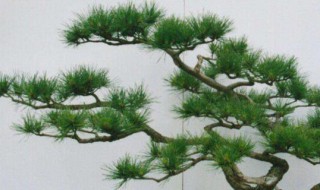 十大盆景名贵树种排名（中国十大盆景排名）