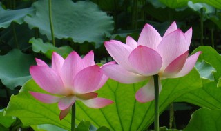 莲花和荷花一样吗（荷花与莲花有什么区别图片）