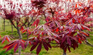 鸡爪槭和红枫的区别（鸡爪槭树）