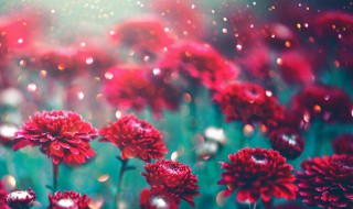 鲜花保存方法小妙招（鲜花保存方法小妙招图片）