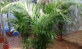 夏天养什么绿植比较好室内（夏天室内适合养什么绿植）