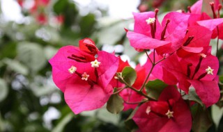 三角梅怎么养才开花好（三角梅怎么养才开花不断）