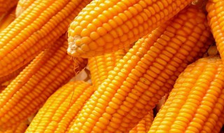 玉米靠什么传播种子 写出几种植物传播种子的方法