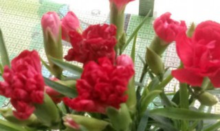 红色康乃馨花语 粉色康乃馨花语