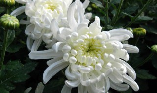菊花的象征意义（菊花的象征意义和精神）