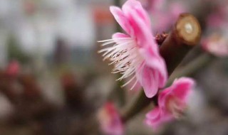 花朝节是农历哪一天 花朝节是农历哪一天,要干啥