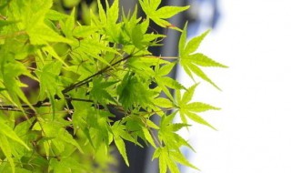 放假的说说心情短语（放假的说说心情短语关于放假的说说）