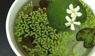 一叶莲水培怎么养 一叶莲水培怎么养要经常换水吗