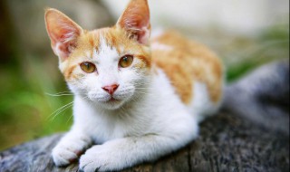 猫的应激反应怎样缓解（猫咪应激反应多久会死）