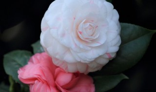 山茶花怎么养（山茶花怎么养才能更旺盛）