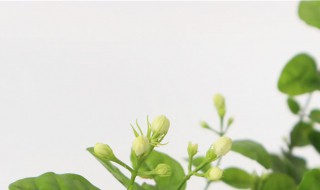 茉莉怎么养（茉莉怎么养殖）
