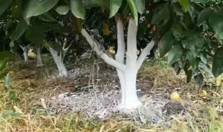 果树涂白的作用是什么（果树涂白起什么作用）
