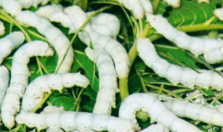 刚点完蚊香要多久蚕可以放（养蚕点了蚊香怎么办）