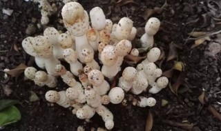 鸡腿菇出菇后怎样管理 鸡腿菇的处理方法