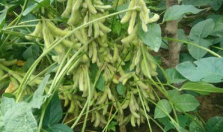 大豆的种植技术和方法 大豆的种植技术和方法有哪些