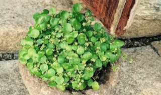 铜钱草用土种的方法（养殖铜钱草用什么土）