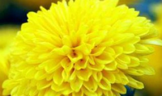 菊花代表什么花语（菊花的花语是什么象征）