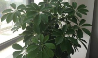 鹅掌木的风水及寓意（鹅掌木的风水及寓意是什么）