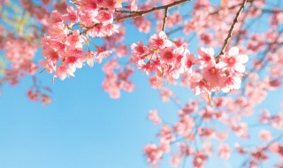 樱花的寓意（樱花的寓意和花语）
