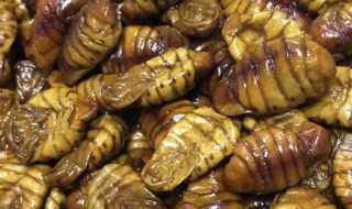 活蝉蛹怎么存放 活蝉蛹怎么存放最好