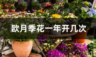 欧月季花一年开几次（欧月一年四季都开花吗）