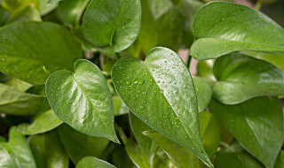 绿萝要修剪吗 绿萝用修剪吗