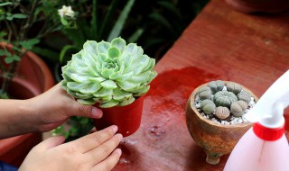 多肉烂根怎么处理（多肉植物烂根怎么处理）