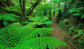热带雨林的植物有哪些（热带雨林的植物有哪些特点）