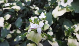 白花紫露草的功效与作用（白花紫露草有什么功效）