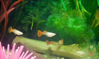 孔雀鱼生小鱼前兆是什么（孔雀鱼生小鱼的前兆）