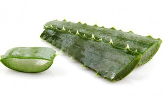 芦荟的养护方法 芦荟的养护方法视频