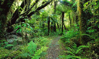 热带雨林有什么树（热带雨林有什么树木可以解渴）