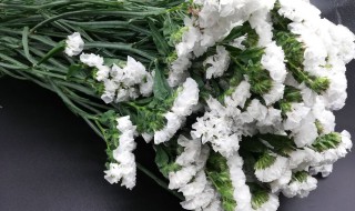 白色勿忘我的花语是什么（白色勿忘我的花语是什么呢）