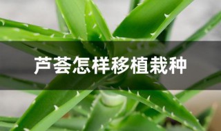 芦荟怎样移植栽种 芦荟怎样移植栽种方法