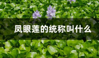 凤眼莲的统称叫什么（凤眼莲的通称指什么）