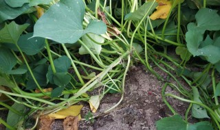 地瓜秧苗怎样栽培 地瓜秧苗怎样栽培成活率高