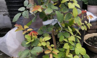 盆栽月季花叶子发黄是怎么回事 盆栽月季花叶子发黄是怎么回事修剪