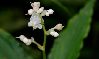 杜若的花语和寓意 杜若的花语和寓意是什么