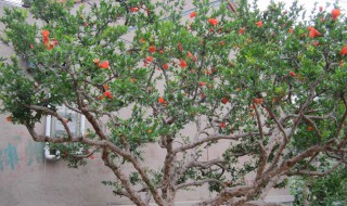 石榴树不开花不结果是什么原因 石榴树不开花不结果是什么原因造成的