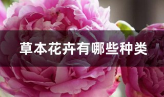 草本花卉有哪些种类 草本花卉有哪些种类图片
