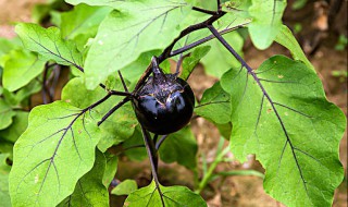 茄子的生长过程（茄子的生长过程作文）
